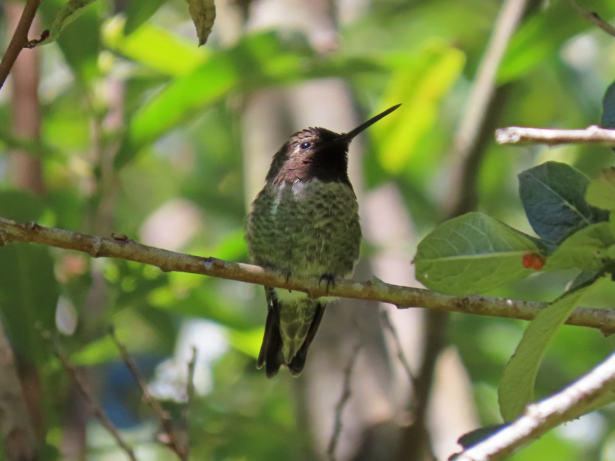 Anna's Hummingbird - ML170537971