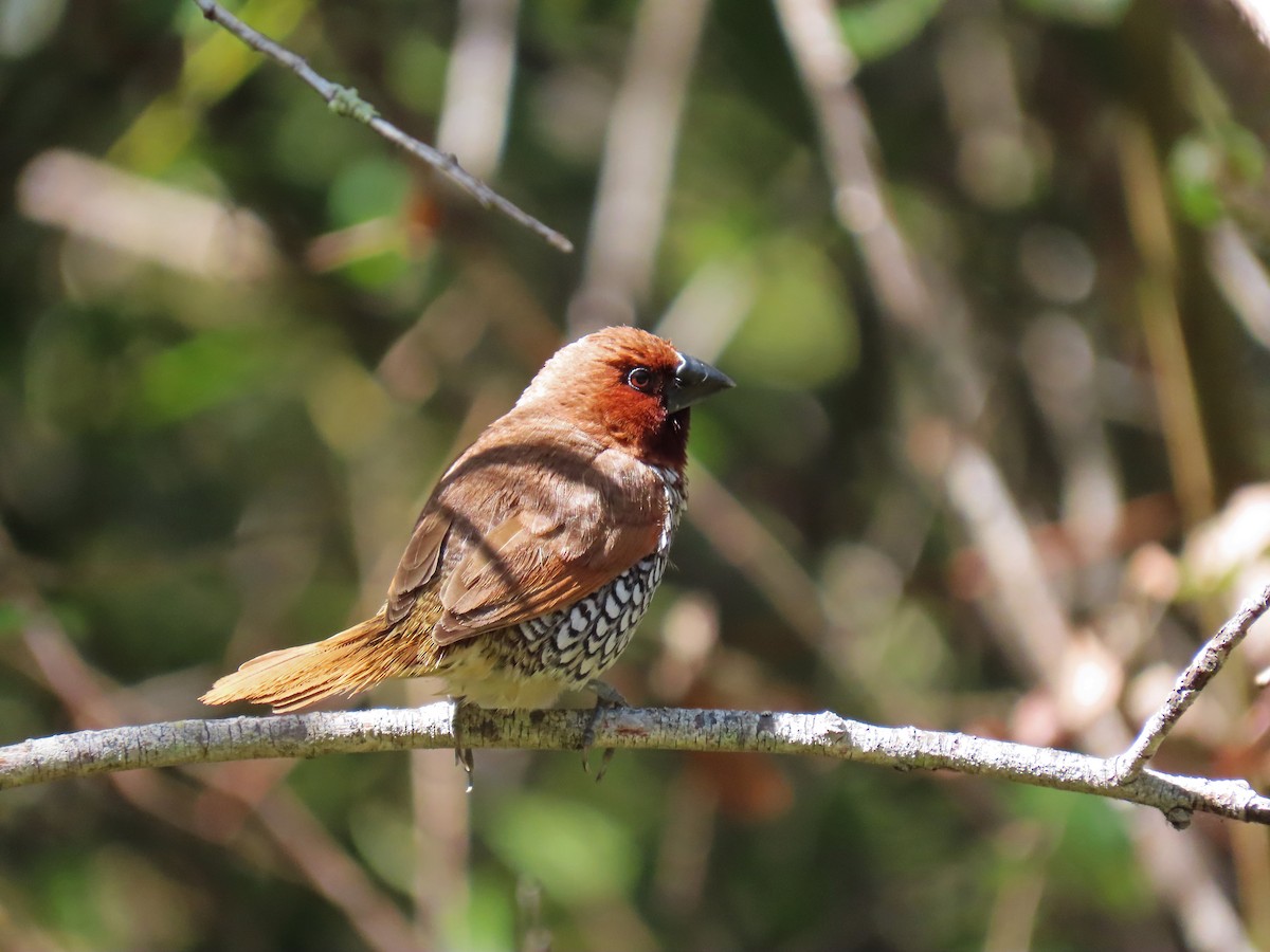 Scaly-breasted Munia - ML170538181