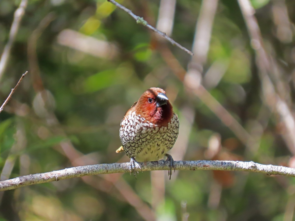 Scaly-breasted Munia - ML170538191