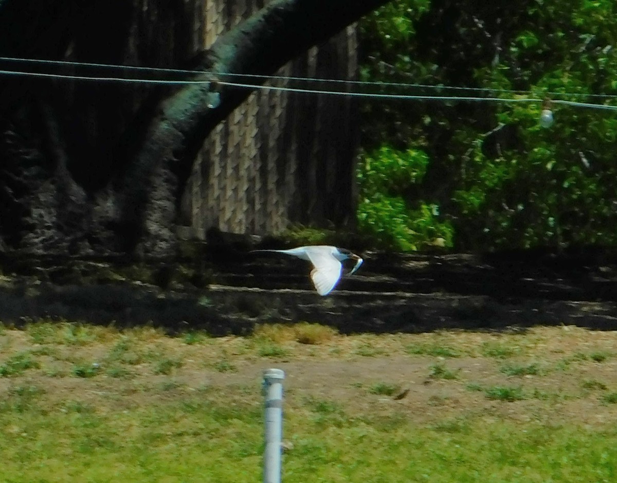 Forster's Tern - ML170538641