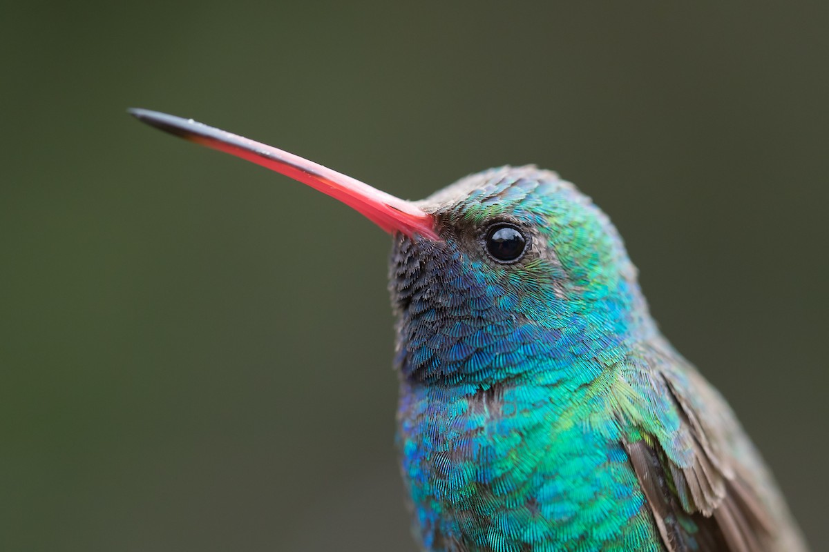 Broad-billed Hummingbird - ML170539061