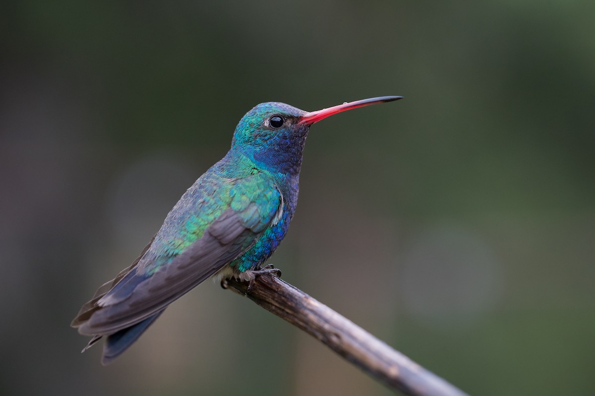 kolibřík širokozobý - ML170539101