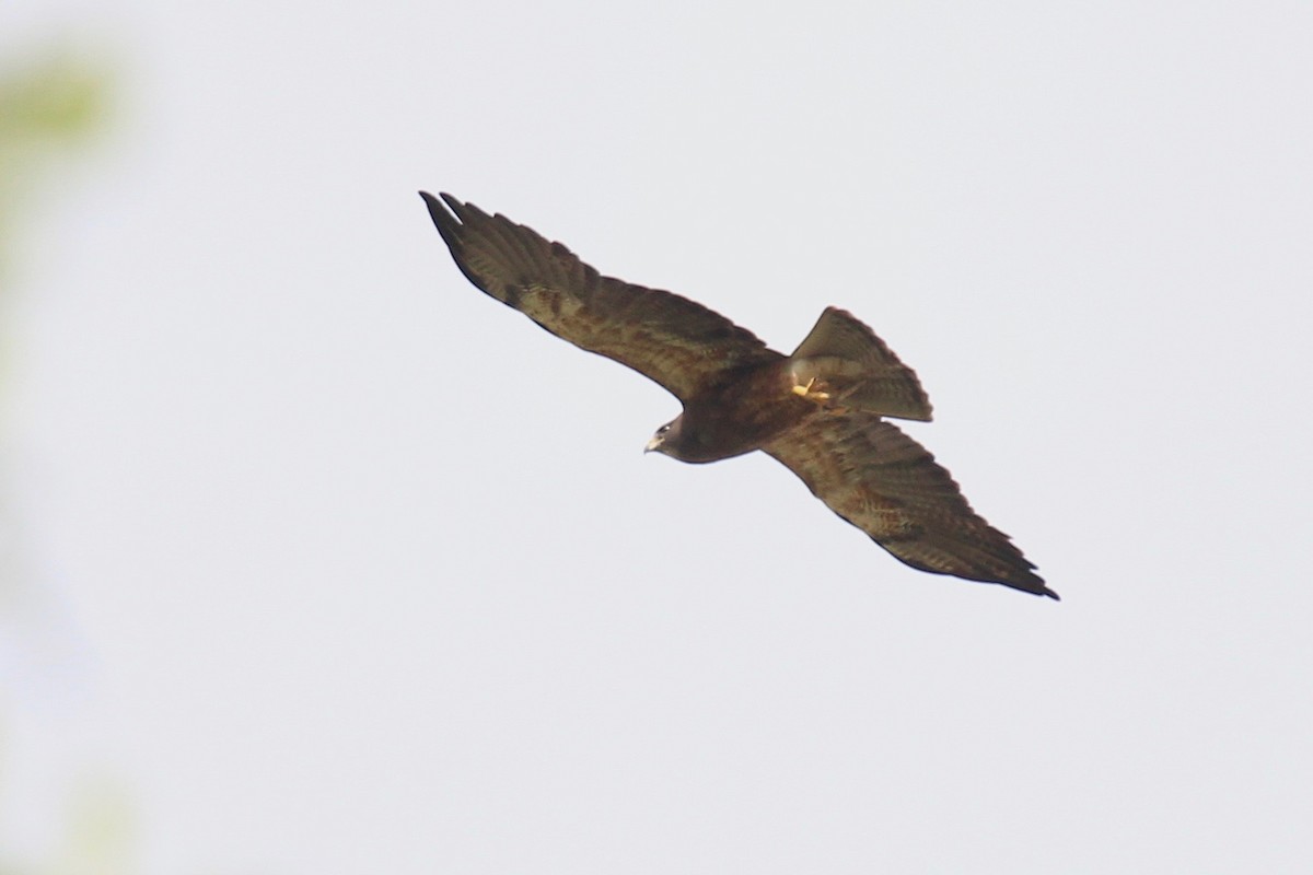 Swainson's Hawk - Oscar Moss