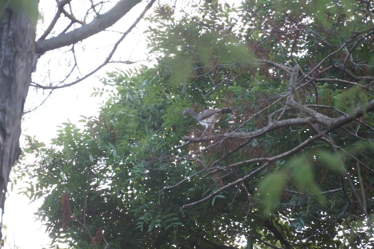 White-bellied Chachalaca - ML170543341