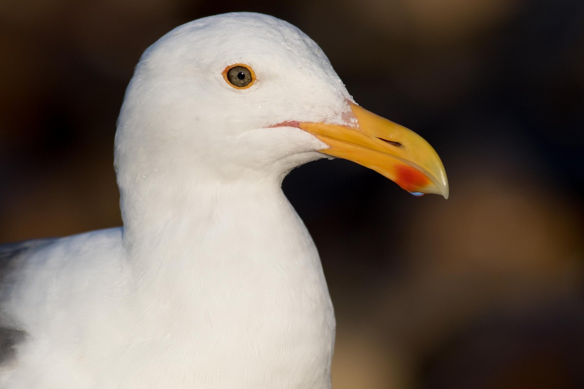 Western Gull - ML170545471