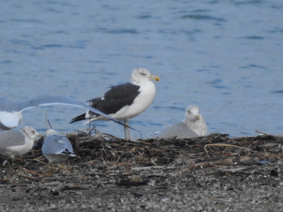 Kelp x American Herring Gull (hybrid) - ML170546271