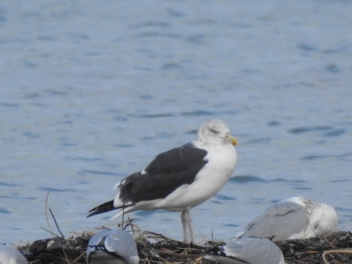 Kelp x American Herring Gull (hybrid) - ML170546281