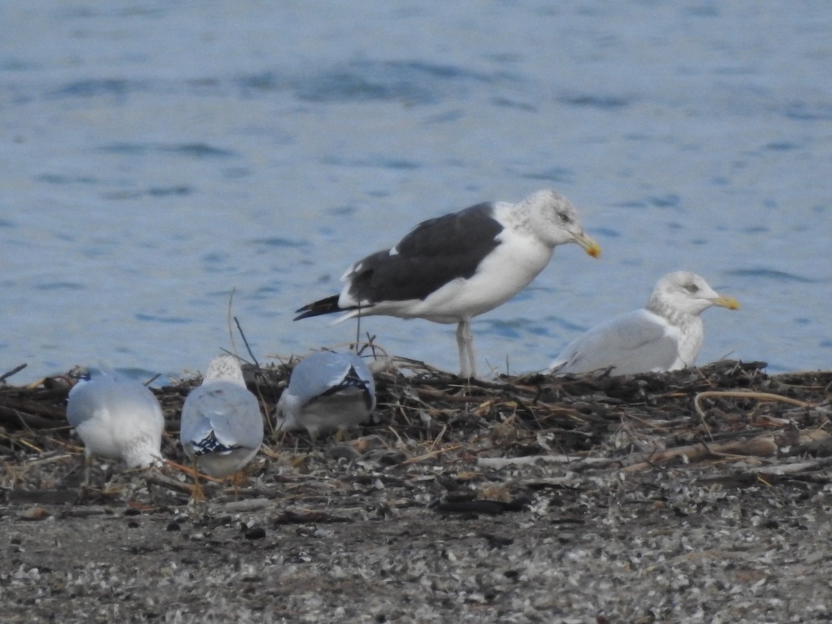 Kelp x American Herring Gull (hybrid) - ML170546291