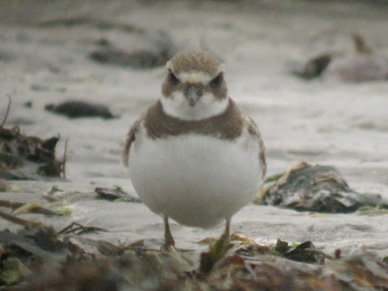 Semipalmated Plover - Dermot Breen