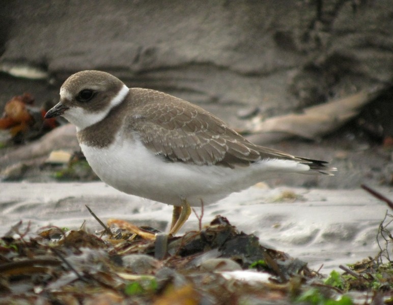 Semipalmated Plover - Dermot Breen