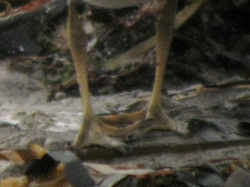 Semipalmated Plover - Dermot Breen