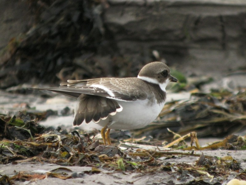 Semipalmated Plover - ML170549741