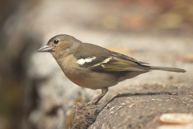 Field Identification - Canary Islands Chaffinch - Fringilla