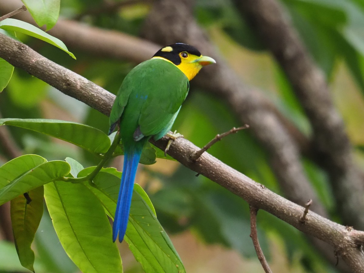 Long-tailed Broadbill - Ninad Thakoor