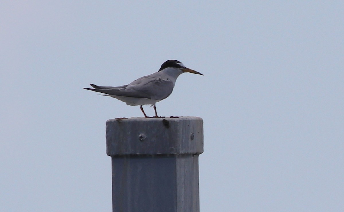 Least Tern - ML170553891