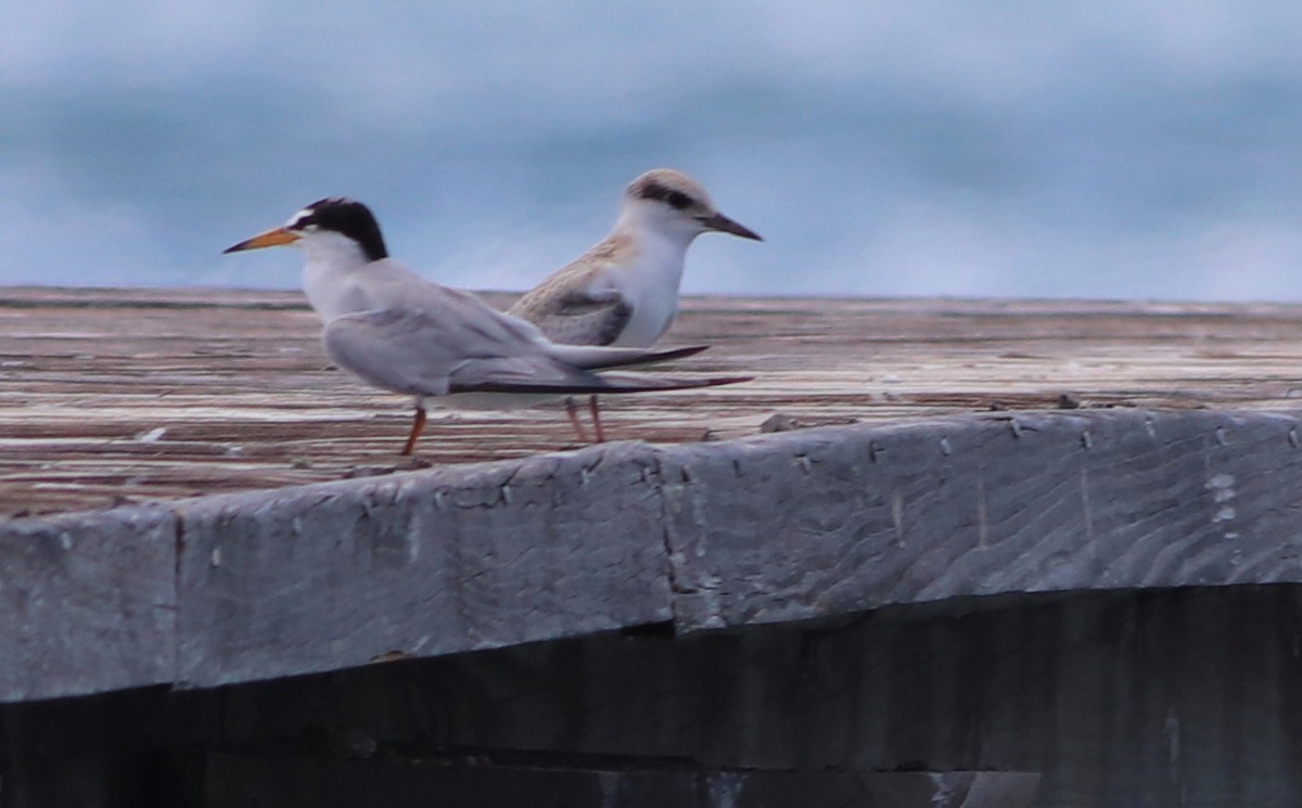 Least Tern - ML170553901