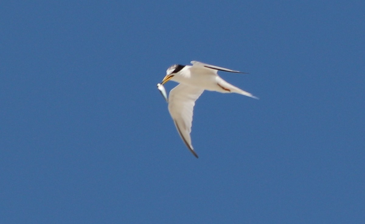 Least Tern - ML170553911