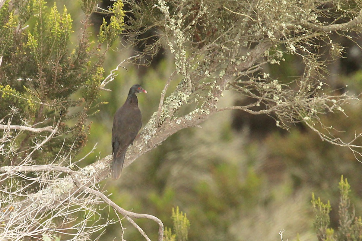 Pigeon des lauriers - ML170554121