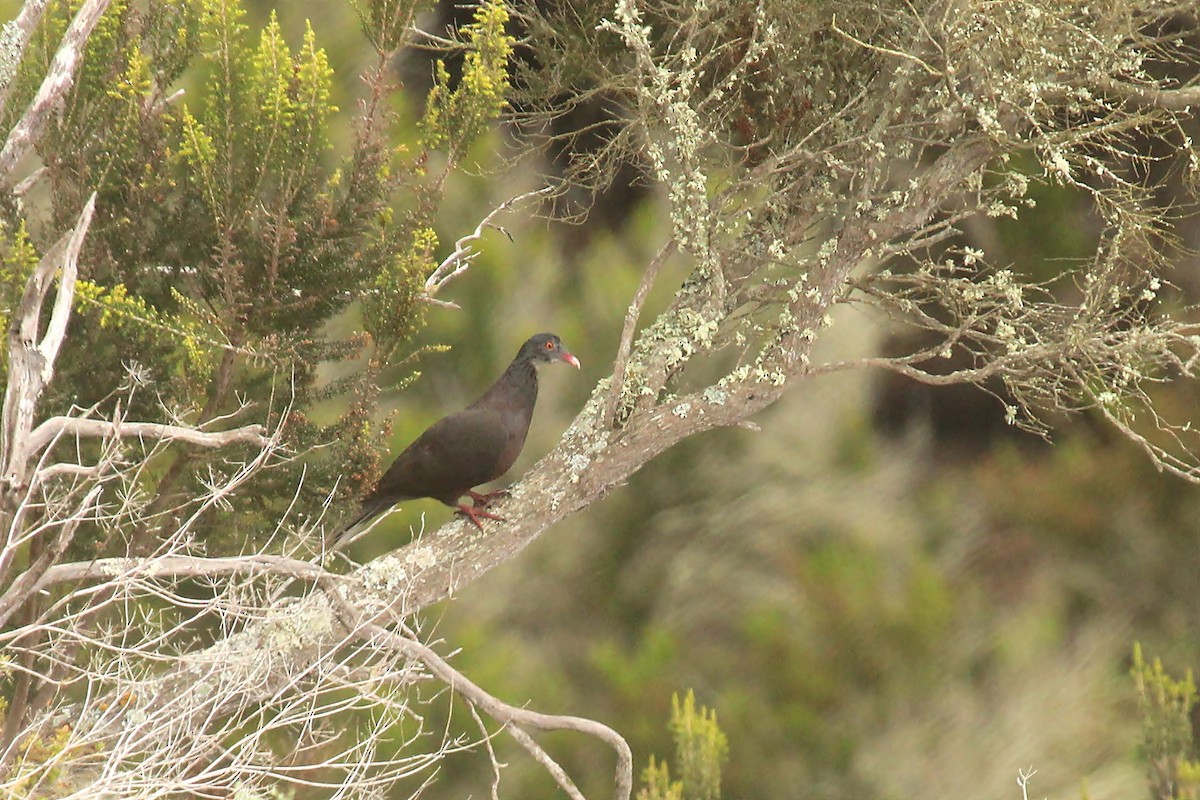 Pigeon des lauriers - ML170554131