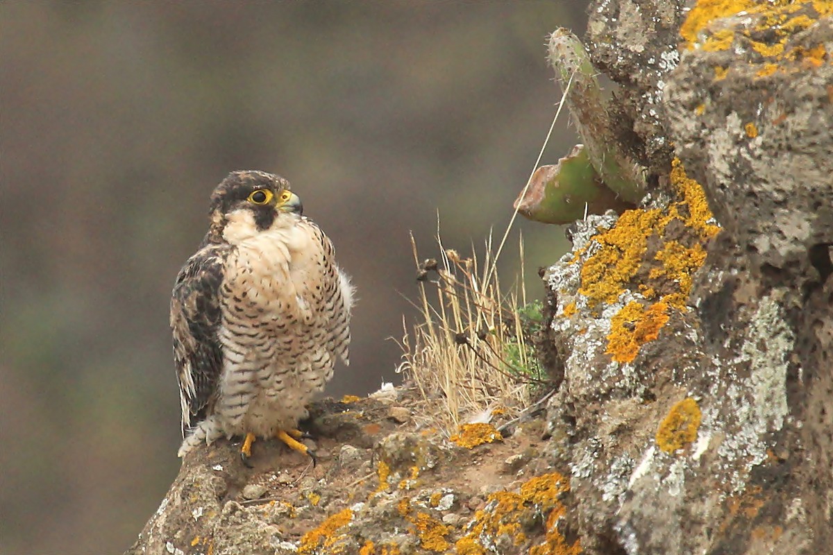 Peregrine Falcon (Barbary) - ML170554241