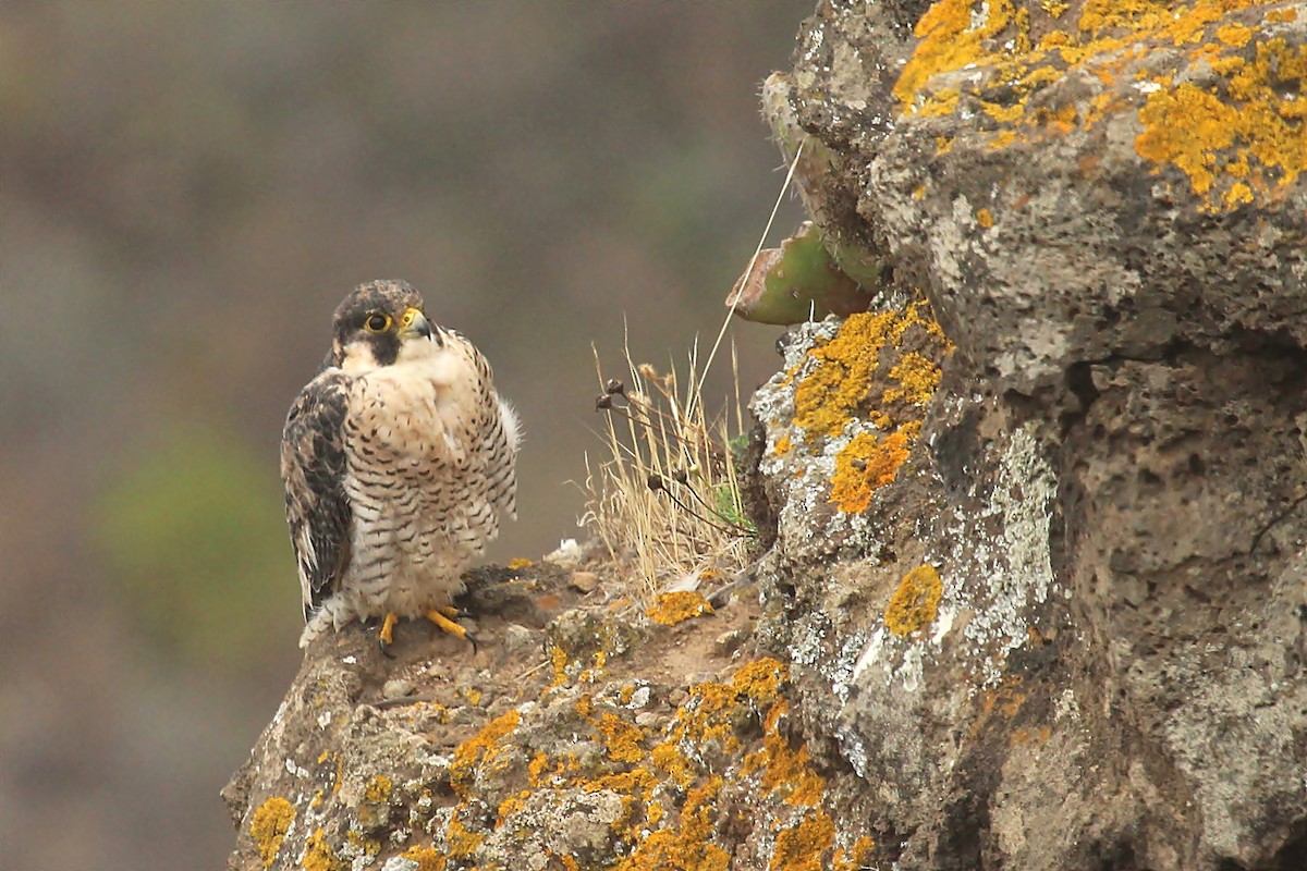 Peregrine Falcon (Barbary) - ML170554261