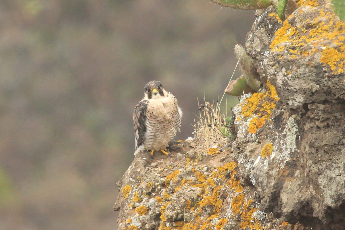 Peregrine Falcon (Barbary) - ML170554271