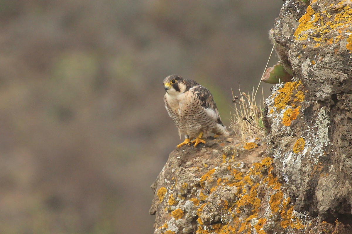 Peregrine Falcon (Barbary) - ML170554281