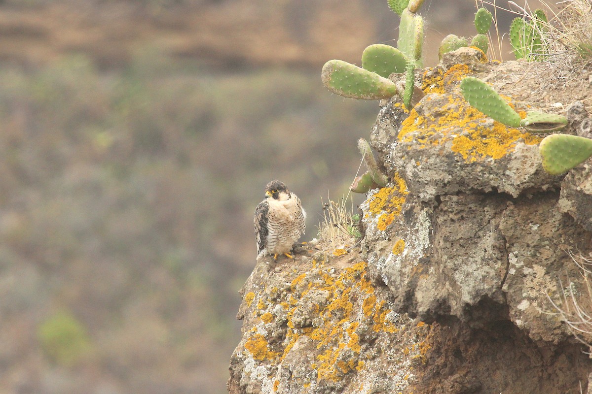 Peregrine Falcon (Barbary) - ML170554301