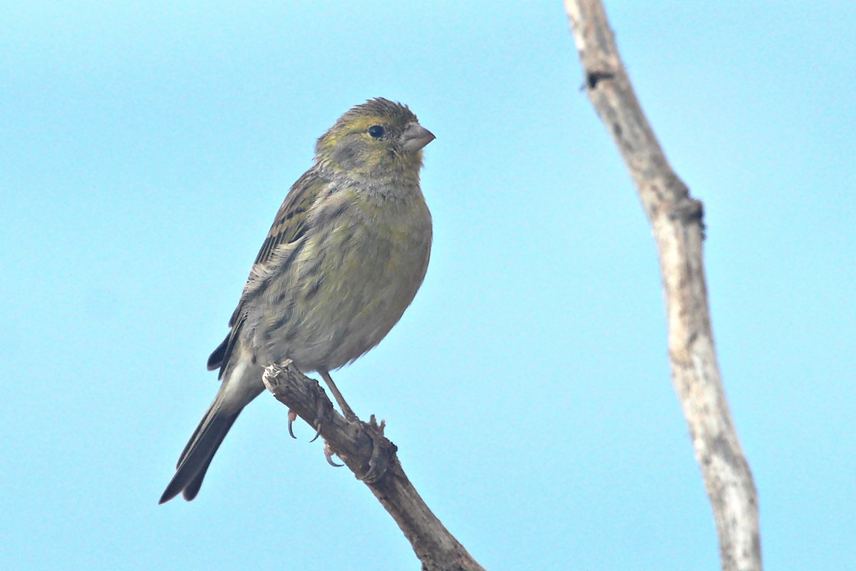 Island Canary - ML170554751