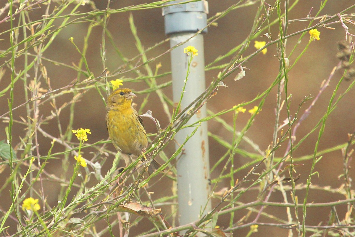 Island Canary - ML170554761