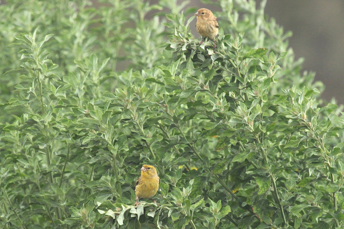 Island Canary - ML170554771