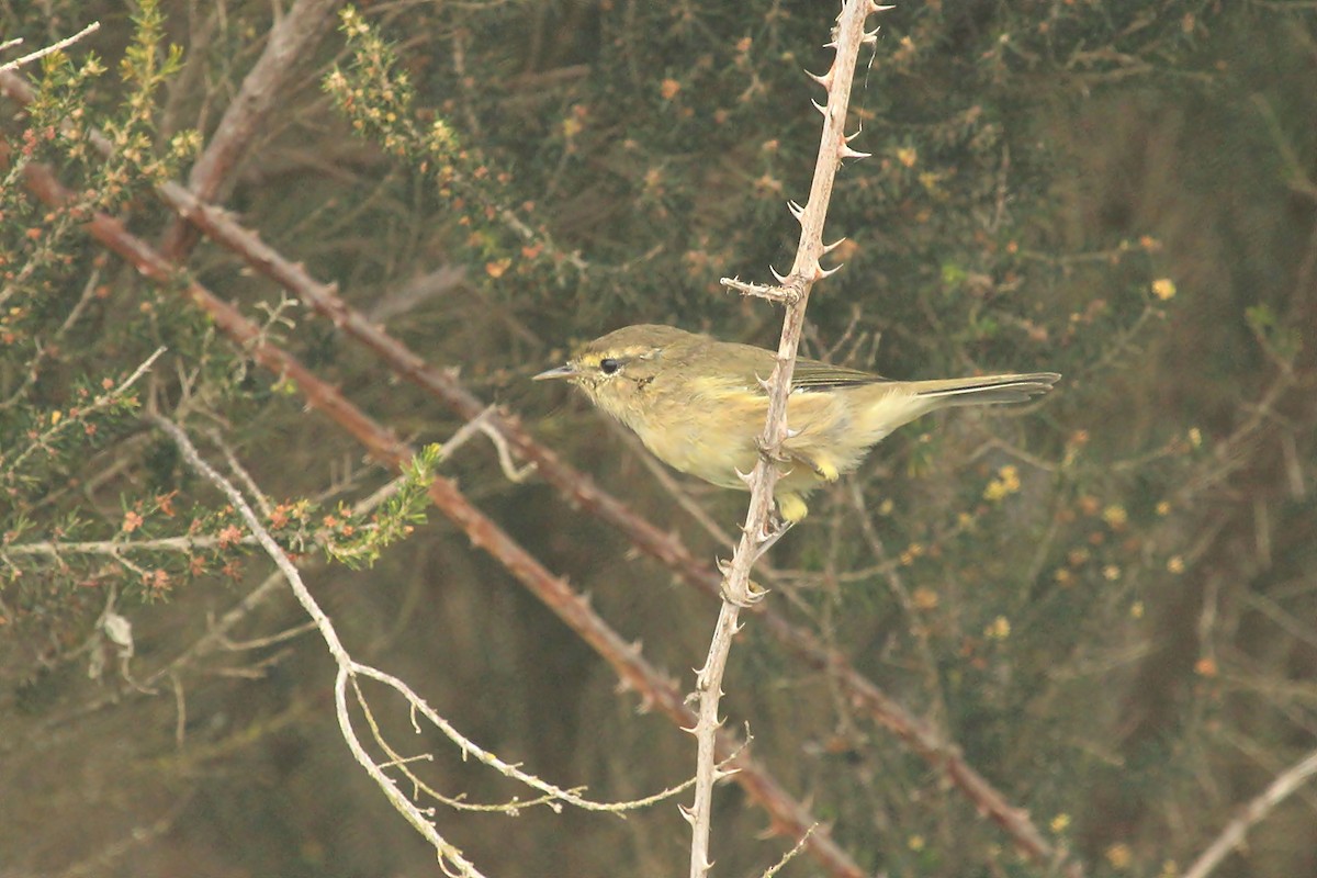 Canary Islands Chiffchaff - ML170554951