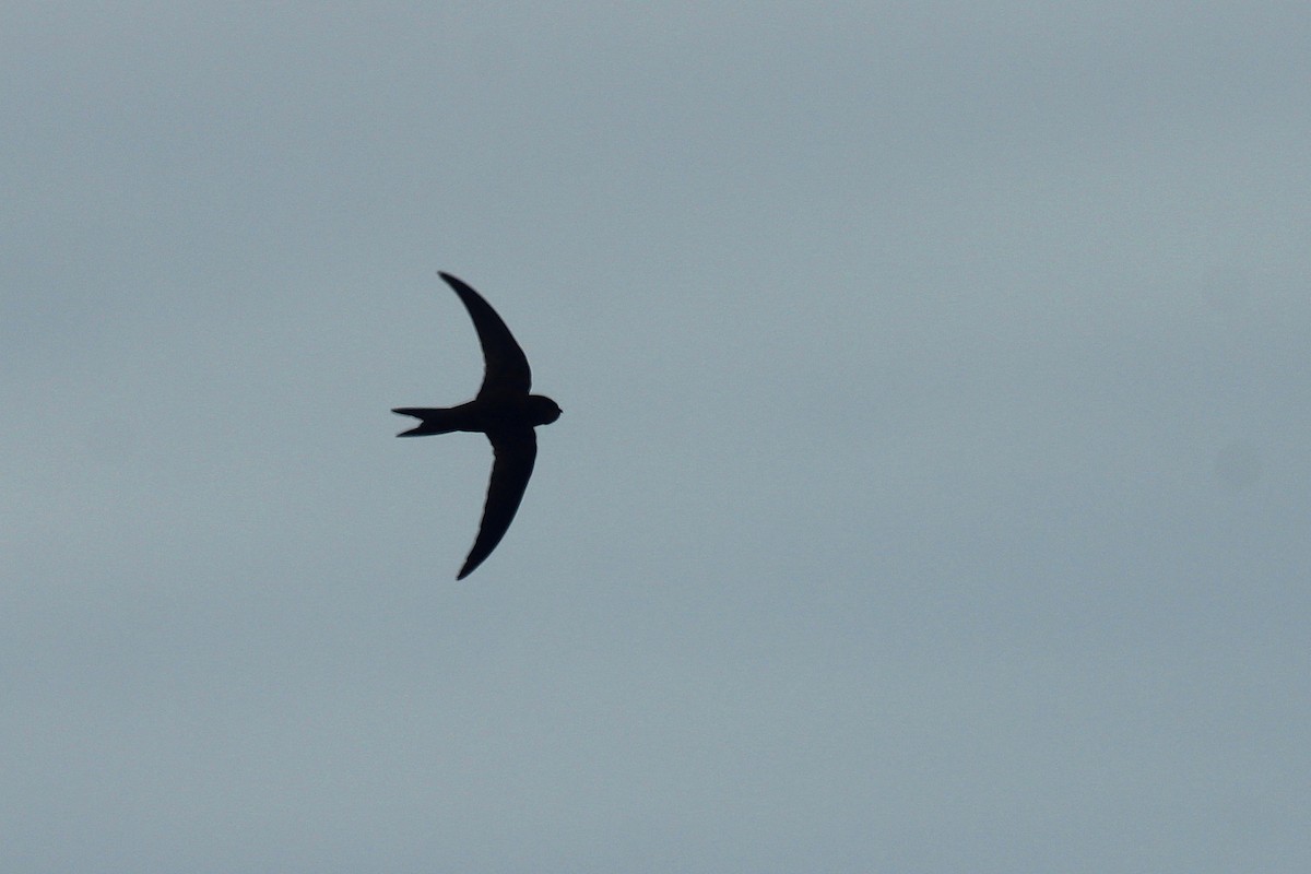 Plain Swift - ML170555021