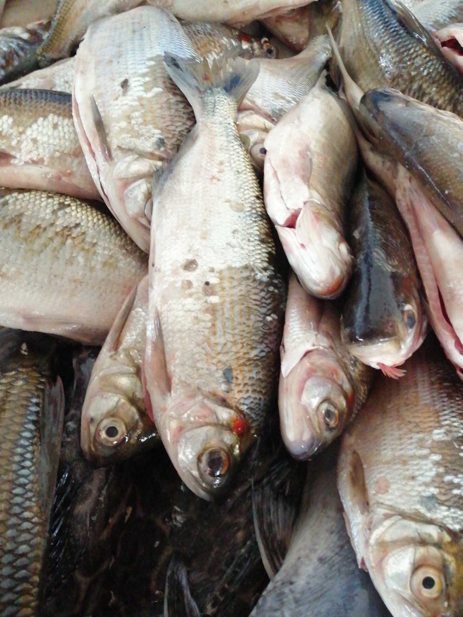 ML170555121 - Fish sp. - Macaulay Library