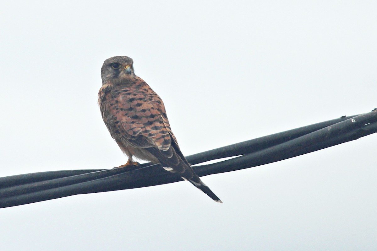 Eurasian Kestrel (Canary Is.) - ML170555341