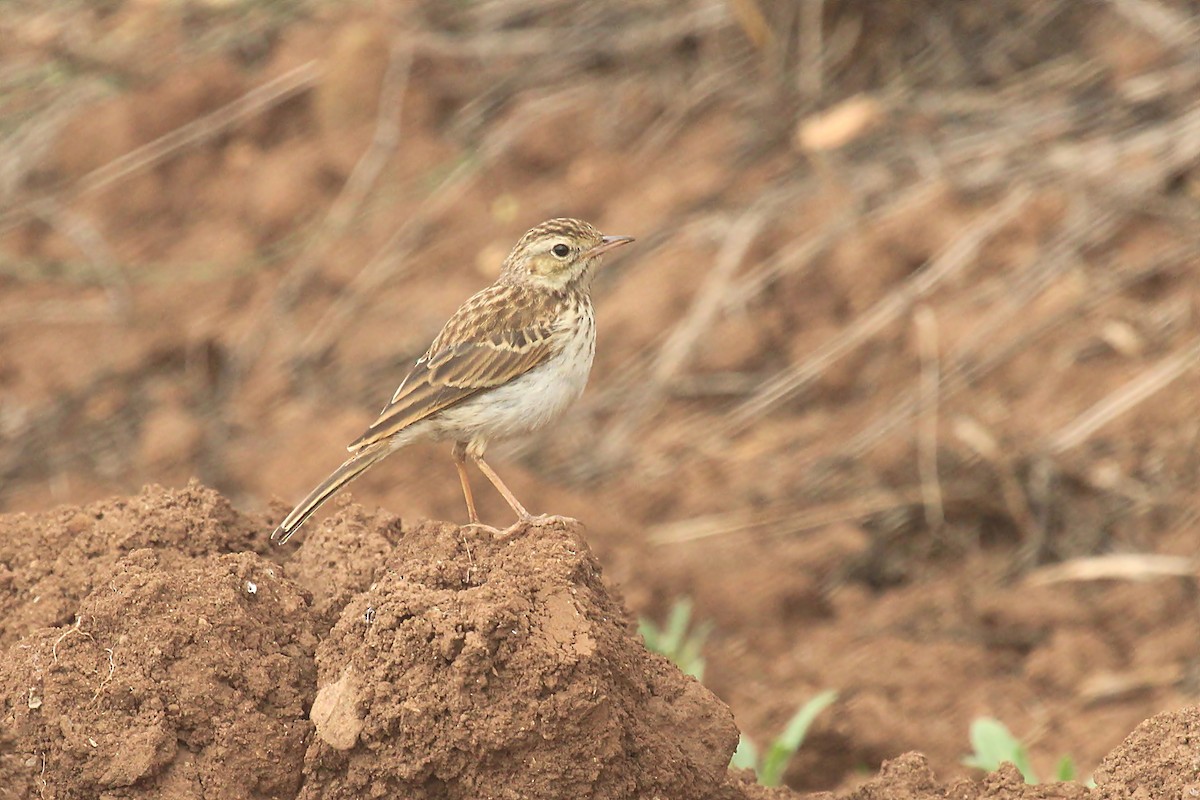 Berthelot's Pipit - ML170555361