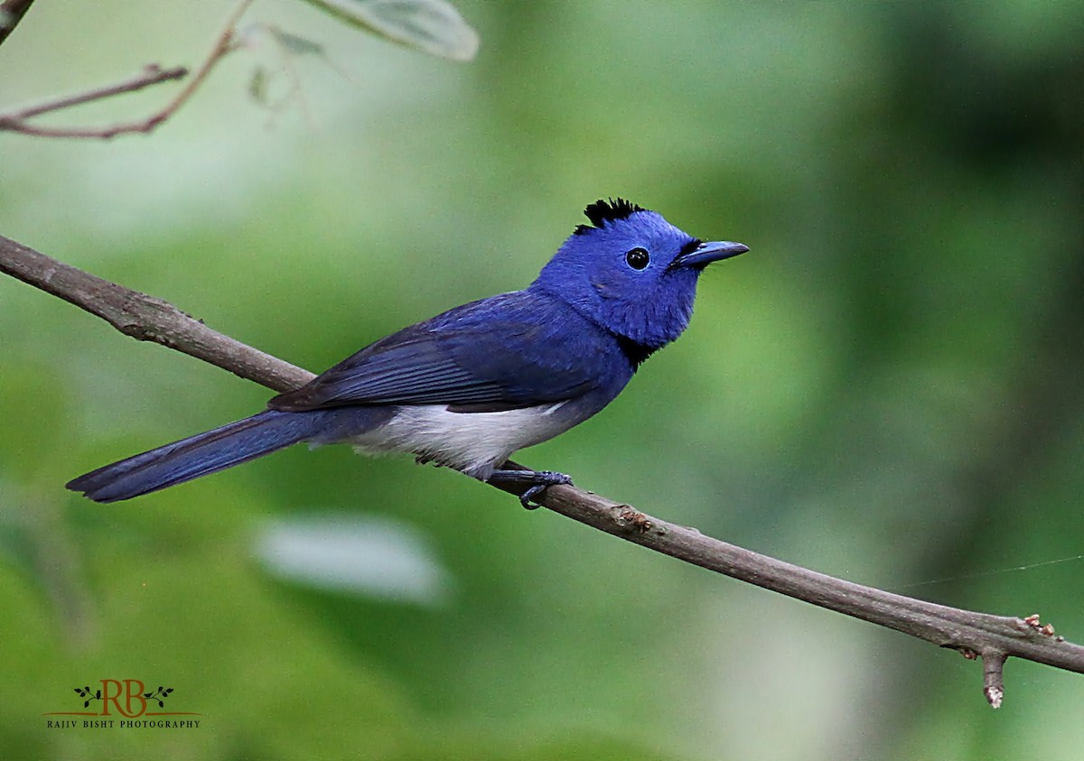 Black-naped Monarch - ML170557571