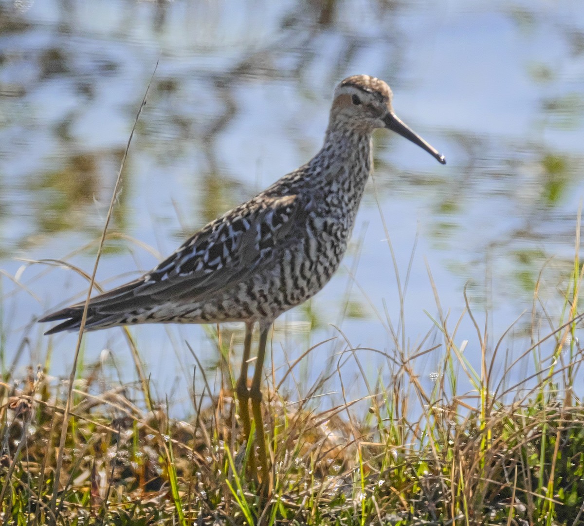 Stilt Sandpiper - David Chang