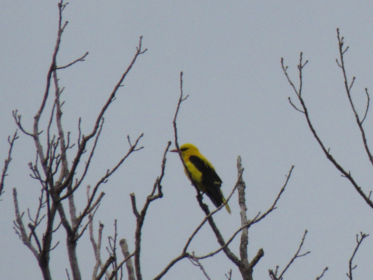 Indian Golden Oriole - ML170557911