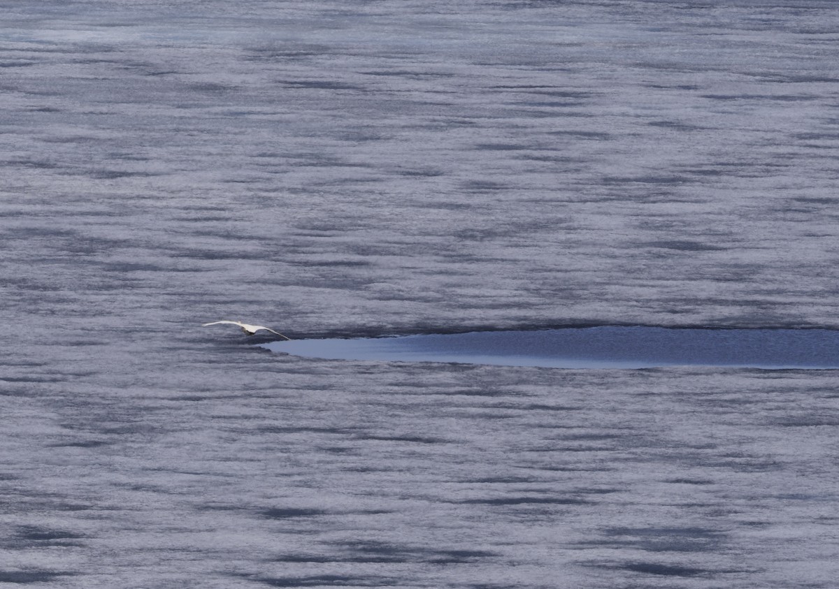 Tundra Swan - ML170557921