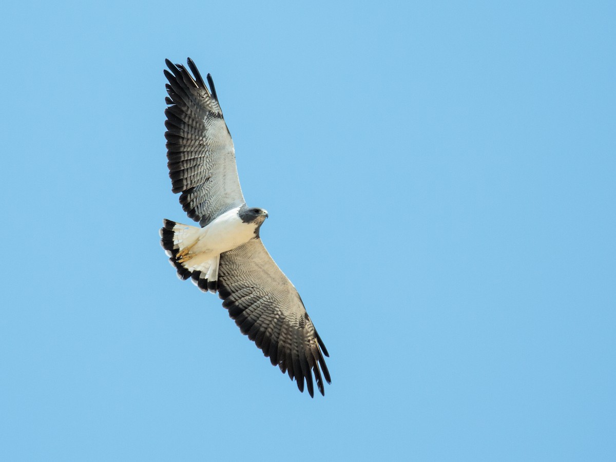 Weißschwanzbussard - ML170558001