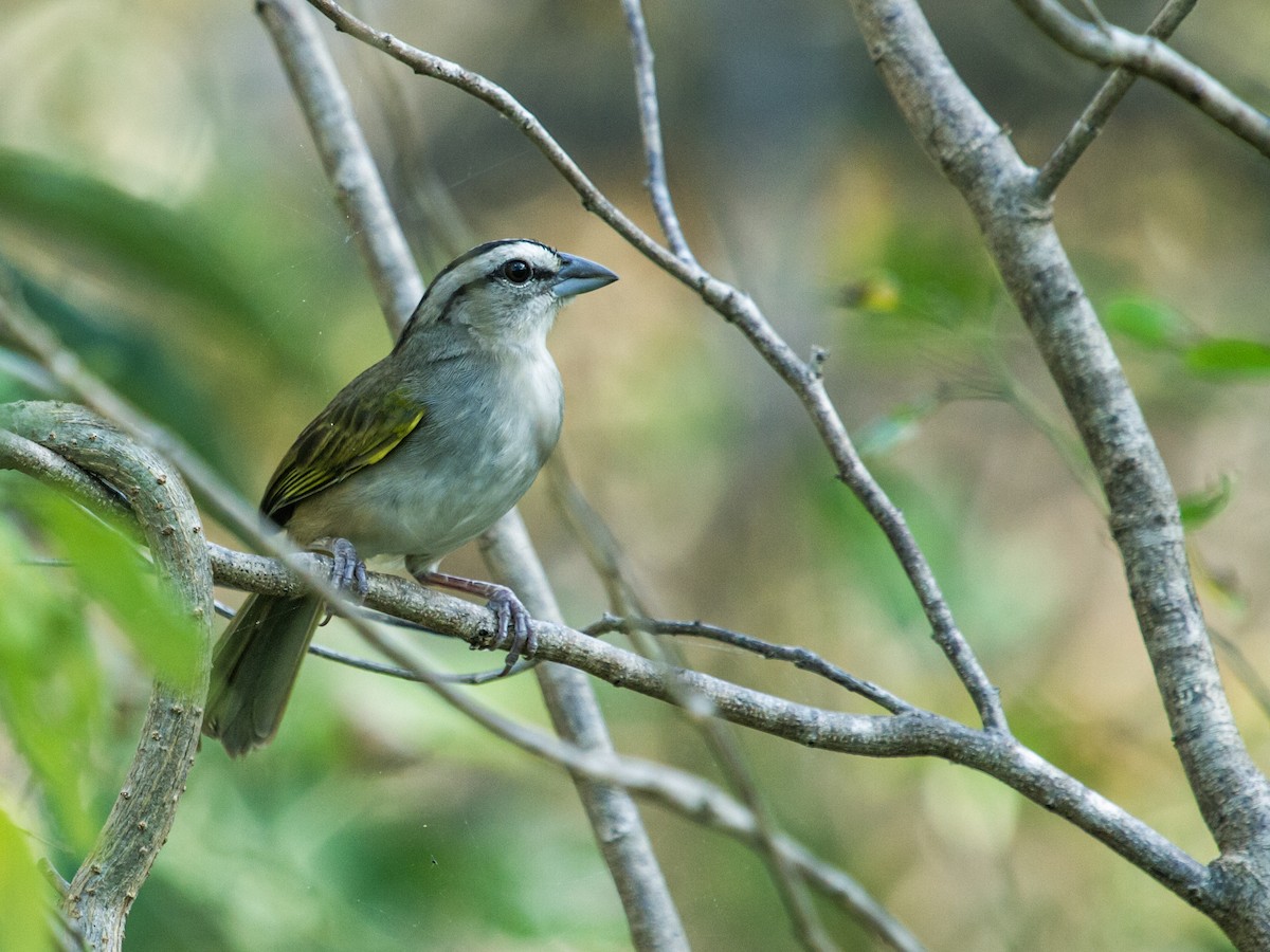 Tocuyo Sparrow - ML170558141