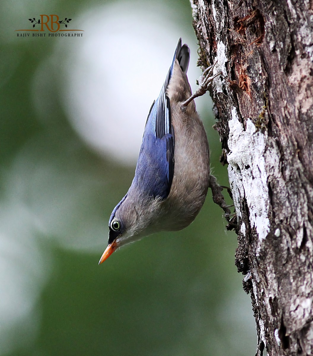 Velvet-fronted Nuthatch - ML170558371