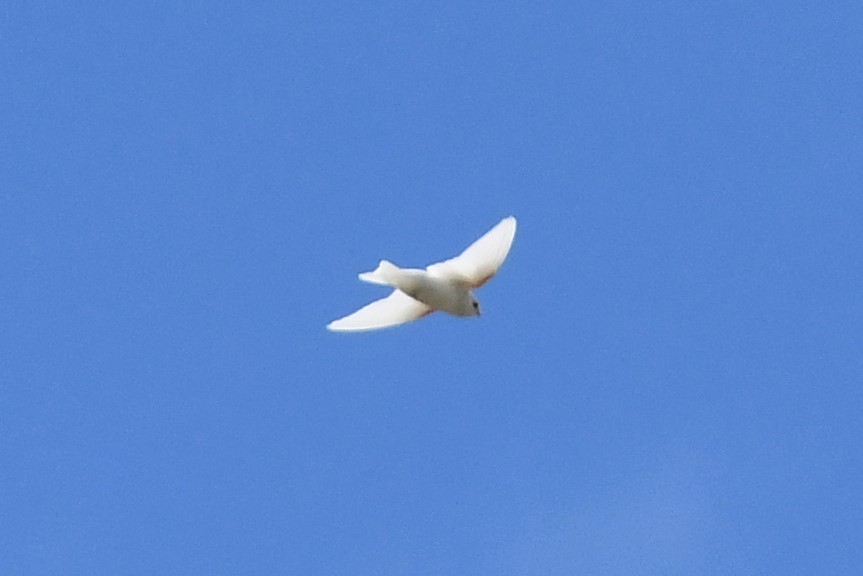 Tree Swallow - ML170558401