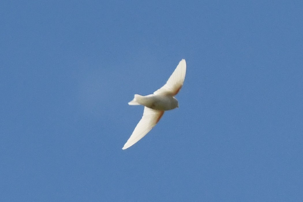 Tree Swallow - ML170558411
