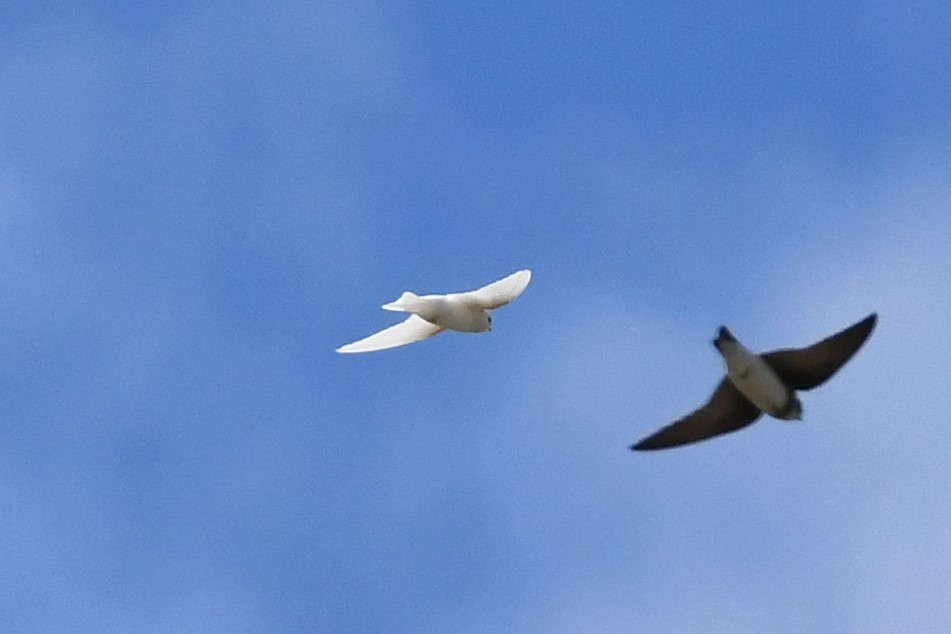 Tree Swallow - ML170558421