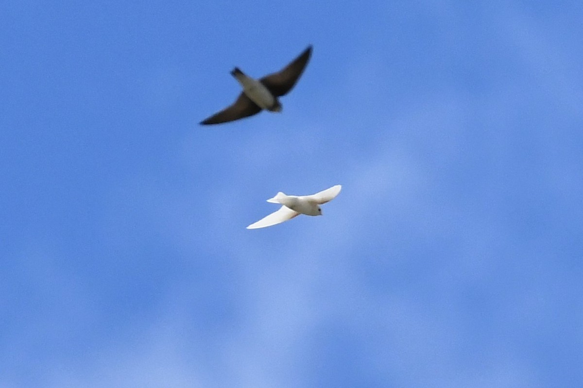 Tree Swallow - ML170558431