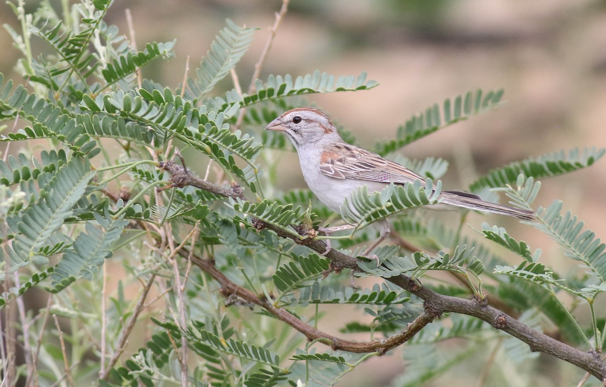 Rufous-winged Sparrow - Tommy Quarles