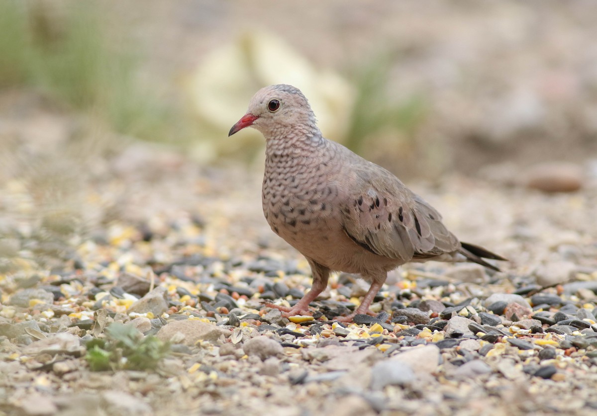 Common Ground Dove - Tommy Quarles