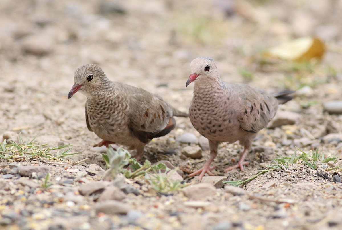 Common Ground Dove - Tommy Quarles